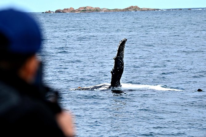 Educational Whale Watching Tour From Augusta or Perth - Accessibility and Travel Information