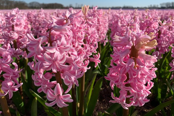 Enjoy the Tulip Fields by Bicycle With a Local Guide! Tulip Bike Tour! - Recommendations for Travelers