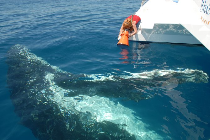 Fraser Island Whale Watch Encounter - Cancellation Policy
