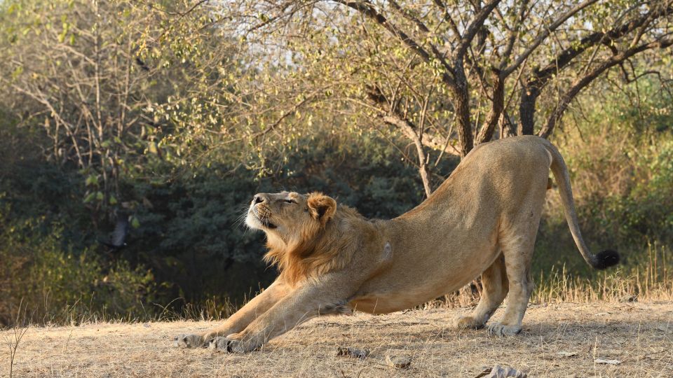 From Rajkot: Gir Somnath Weekend Tour - Important Travel Information