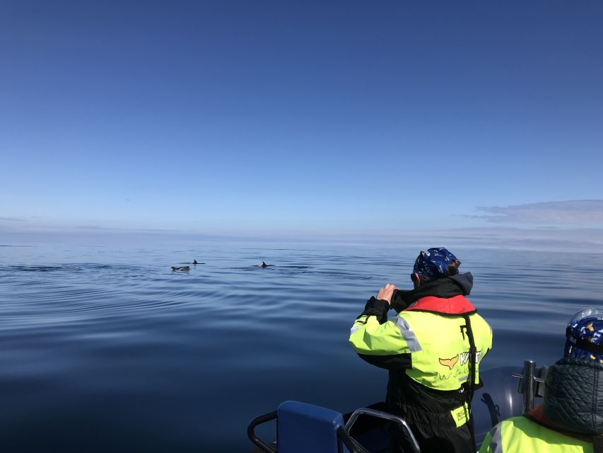 From Reykjavik: Whale Watching Tour by Speedboat - Participant Information