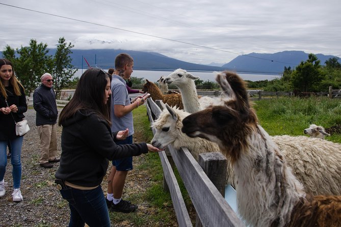 Frutillar, Puerto Varas, and Petrohué Waterfalls Excursion From Puerto Montt - Food and Beverage Options