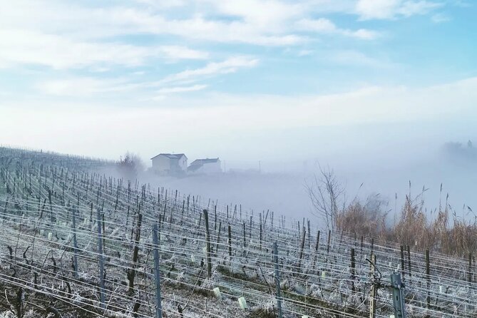 Full Day Barolo&Barbaresco Wine Tour From Milano With a Local Winemaker - Local Winemaker Expertise