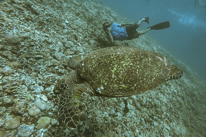 Gili Trawangan,Gili Meno& Gili Air Island:Snorkeling Day Trip Depart From Lombok - Tips for Snorkeling