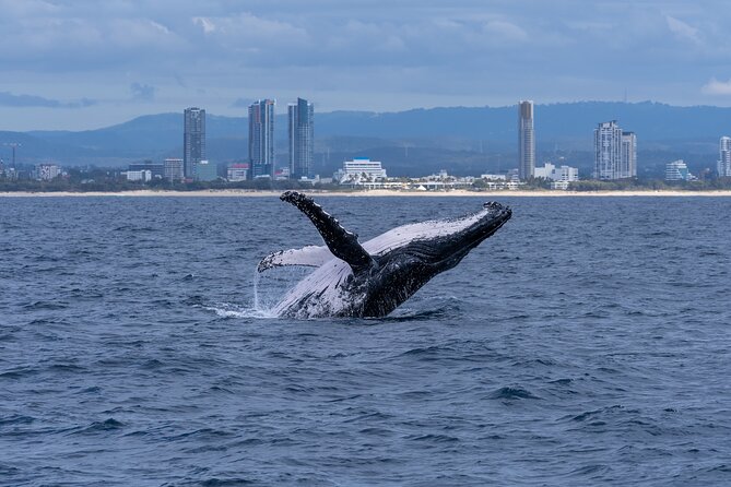 Gold Coast Whale Watching Cruise - Weather Considerations