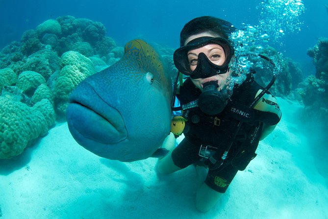 Great Barrier Reef Diving and Snorkeling Cruise From Cairns - Wildlife Encounters