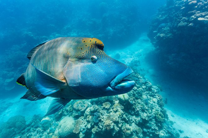 Great Barrier Reef Snorkeling and Diving Cruise From Cairns - Tips for a Great Experience