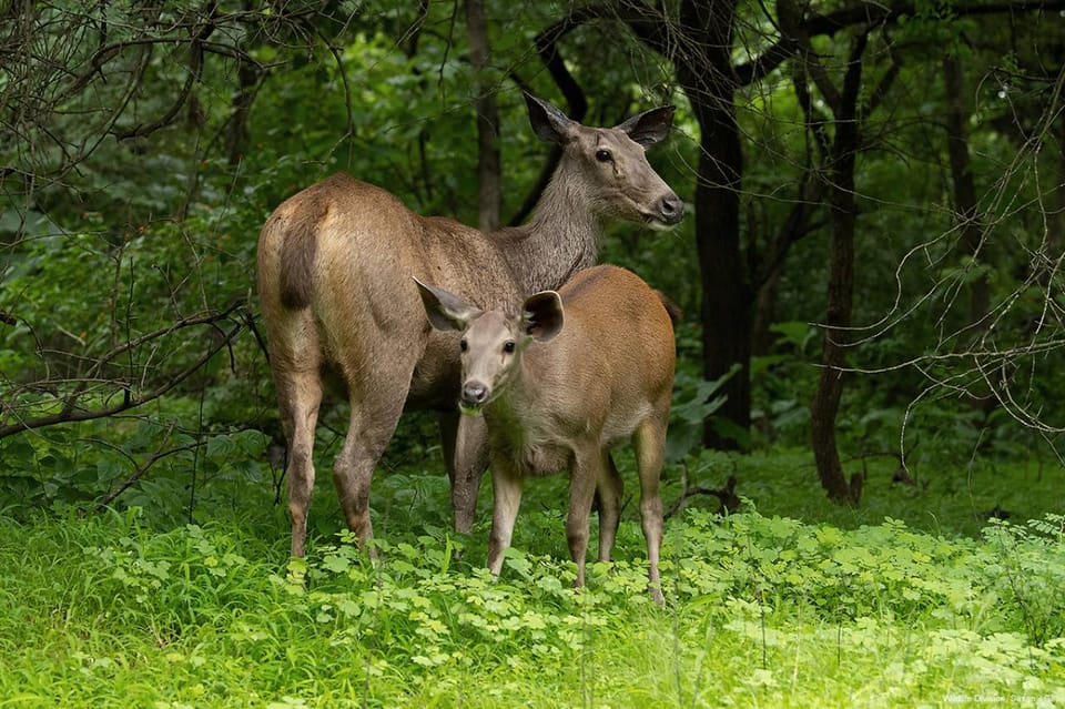 Gujarat: Gir National Park Forest Lion Safari in Open Jeep - Important Visitor Information