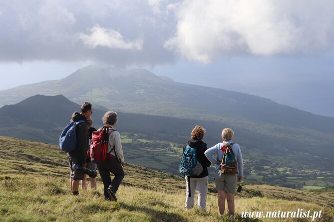 Half Day Faial Island Tour -Local Biologist - Biologists Expertise