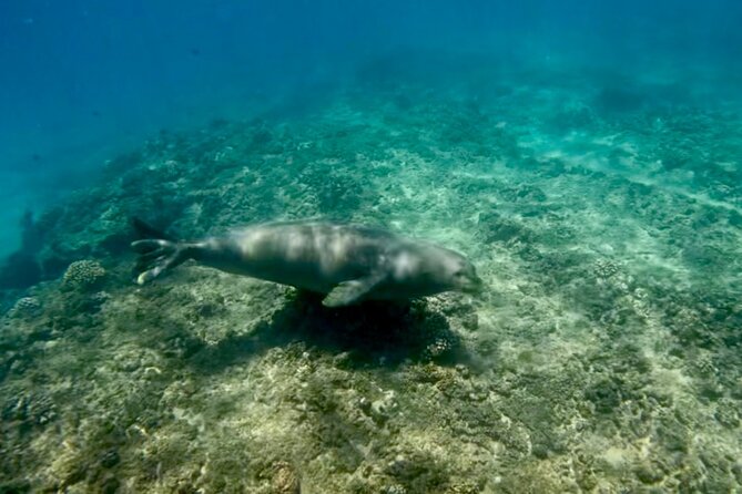 Jet Snorkeling in Turtle, Dolphin and Monk Seal Bay - Wildlife Encounters