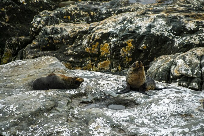 Kaikoura Day Tour With Dolphin Encounter From Christchurch - Booking and Cancellation Policies