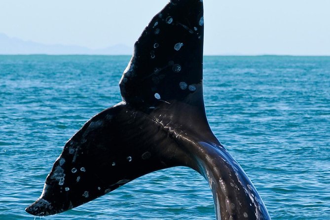 Kaikoura Whale Watch Day Tour From Christchurch - Booking Your Adventure