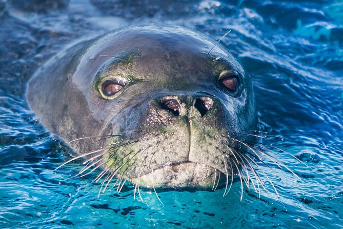 Kaimana Ocean Safari - Customer Experiences and Feedback