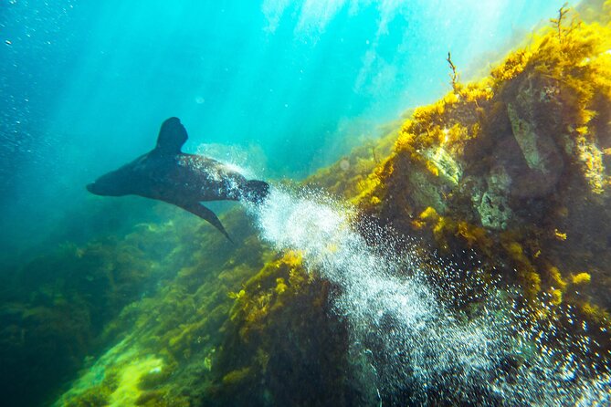 Kangaroo Island - Swim With Dolphins/Seals/Coastal Snorkel - Participant Reviews and Experiences