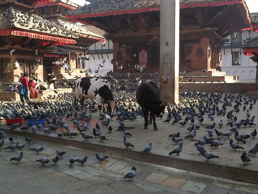 Kathmandu: Monkey Temple and Chandragiri Cable Car Ride Tour - Customer Feedback