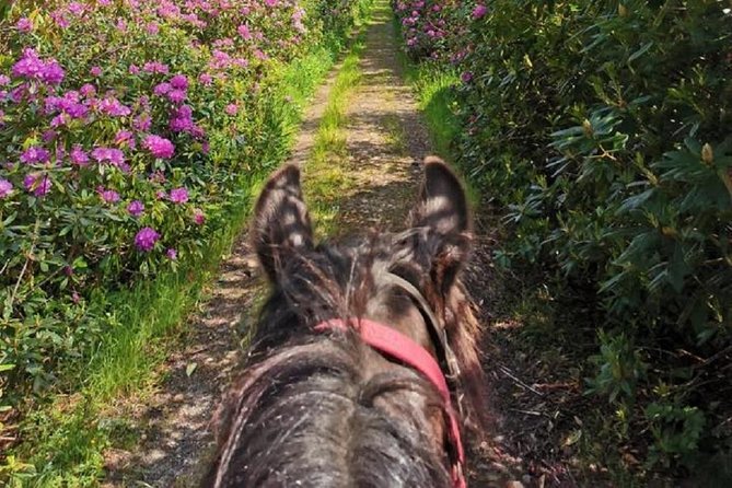 Killarney National Park Horseback Ride. Co Kerry. Guided. 2 Hours. - Whats Included in the Tour