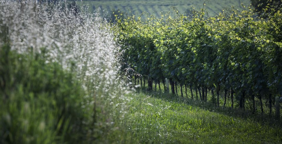 Lake Garda: Wine Tour and Tasting Experience in Bardolino - Accessibility Features