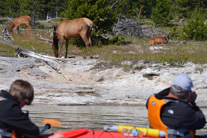 Lake Yellowstone Half Day Kayak Tours Past Geothermal Features - Health and Safety Guidelines