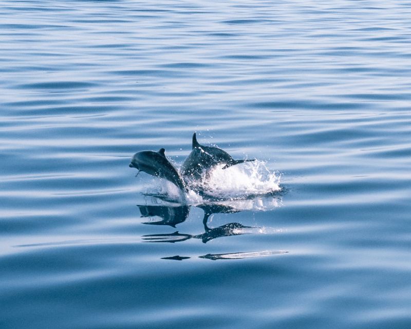 Lampedusa: Sunset Dolphin Sighting on a Pirate Ship - Accessibility Features