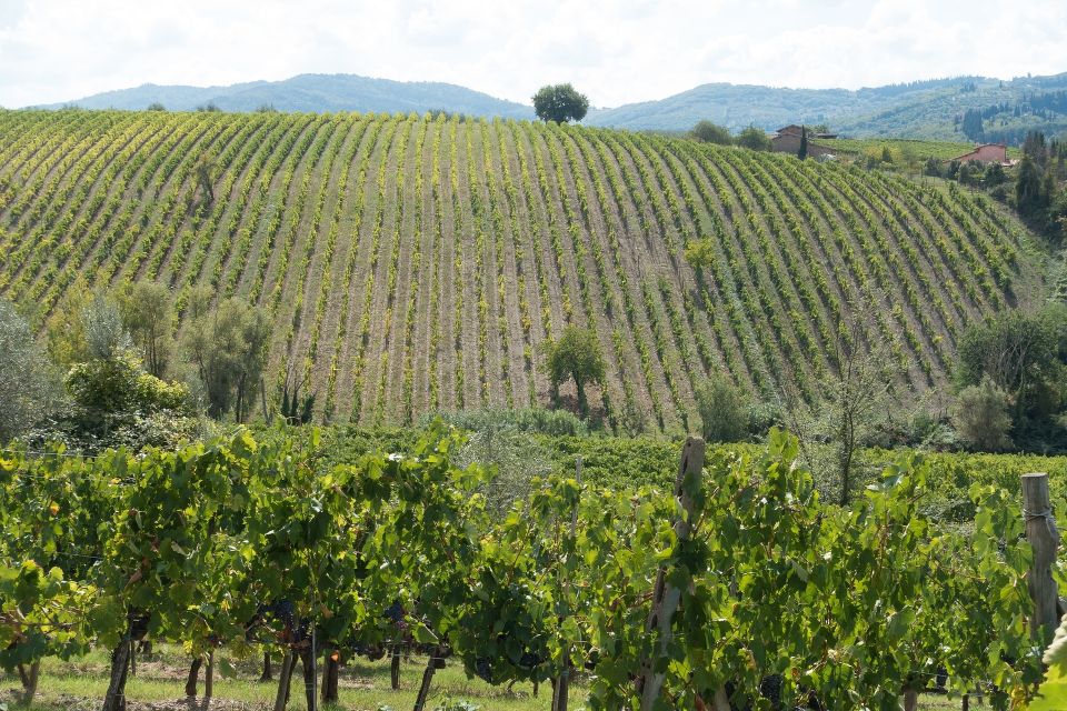 Langhe: Winery Tour and Wine Tasting - Local Snacks and Pairings