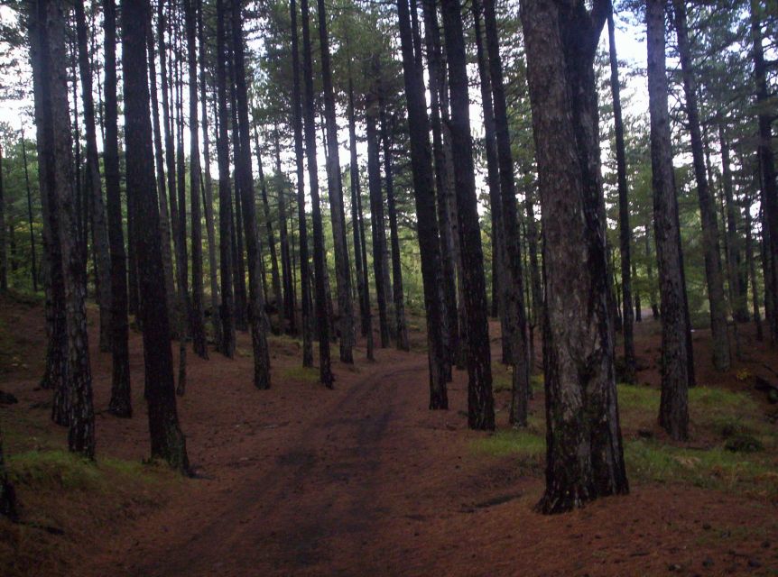 Linguaglossa: North Etna Guided Forest Walking Tour - Important Information