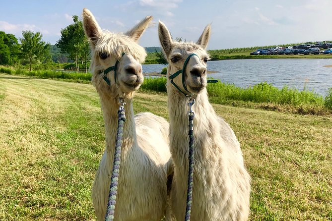 Llama/Alpaca Hike and Farm Tour - Pricing and Availability