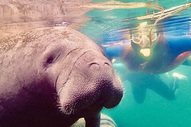 Manatee Snorkel Tour From American Pro Diving Center - Customer Ratings and Experiences