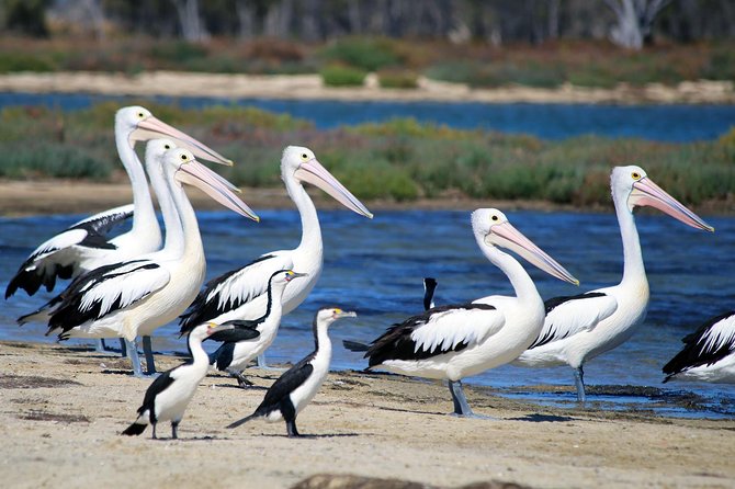 Mandurah Dolphin Cruise and Views - Planning Your Visit