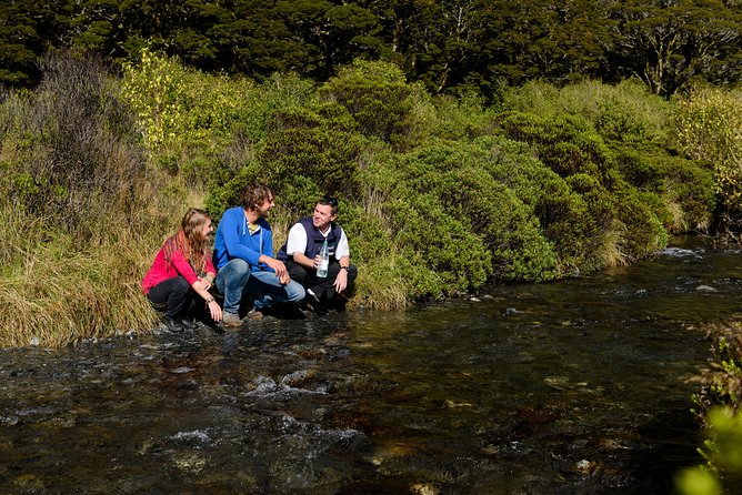 Milford Sound Day Tour and Cruise From Queenstown - What to Expect on the Cruise