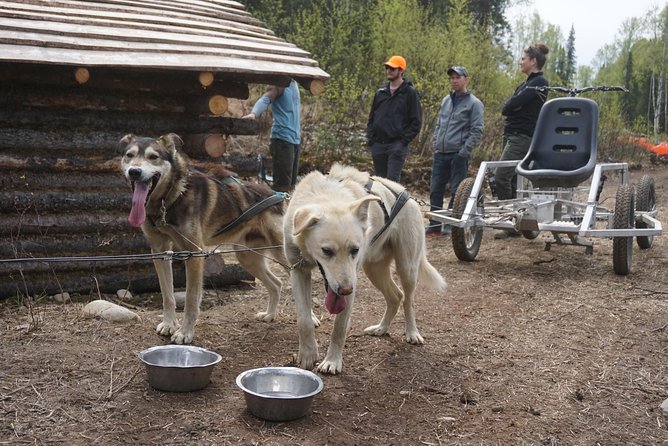 Mush Your Own Sled Dog Team (Summer/Fall Tour) - Preparing for Your Tour