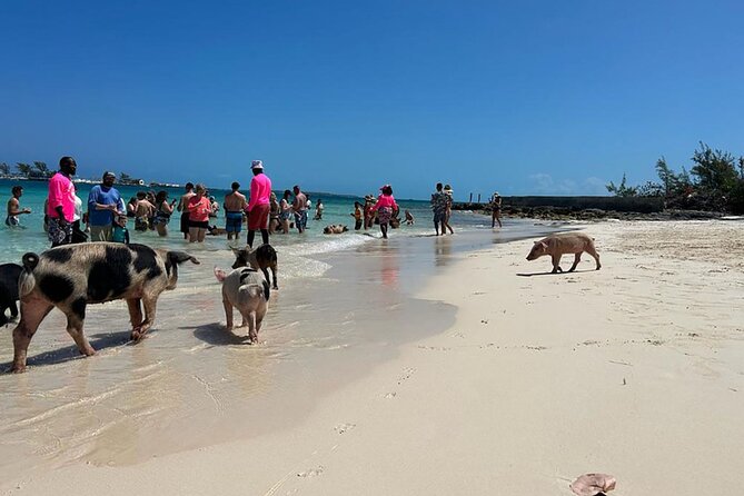 Nassau 3-stops: Snorkeling, Swimming Pigs, Turtles & Lunch - Tips for a Great Tour