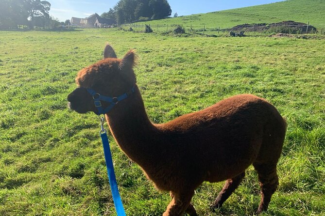 Naze View Farm Alpaca Experience - Guest Reviews and Ratings