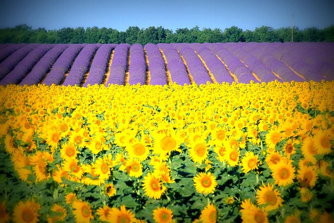 Nice: Gorges of Verdon and Fields of Lavender Tour - Best Time to Visit