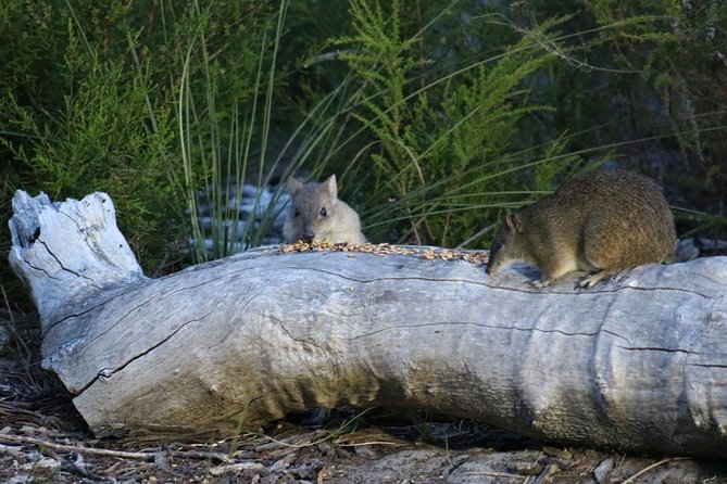 Nocturnal Wildlife Tour From Busselton or Dunsborough - Location Information