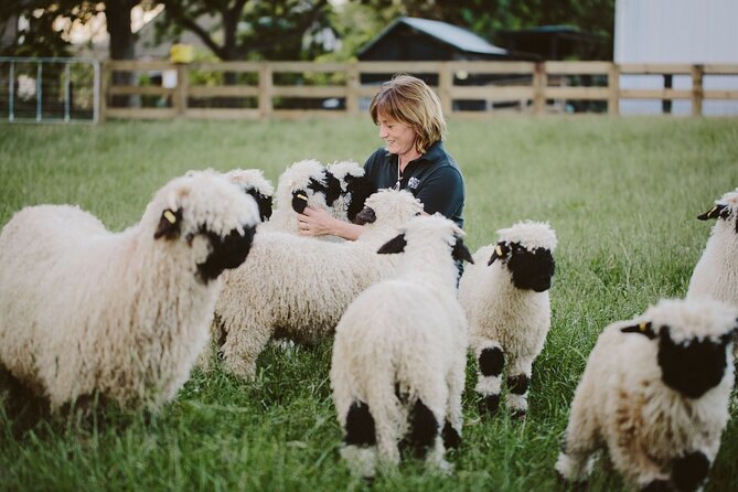 Private Farm Tour With Rose Creek Valais Blacknose Sheep - Guest Experience and Feedback