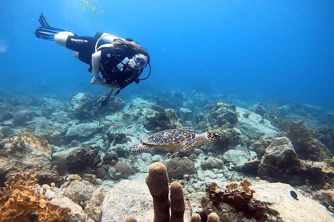 Private Half-Day Dive Trip in St Thomas Virgin Islands - Preparing for Your Dive