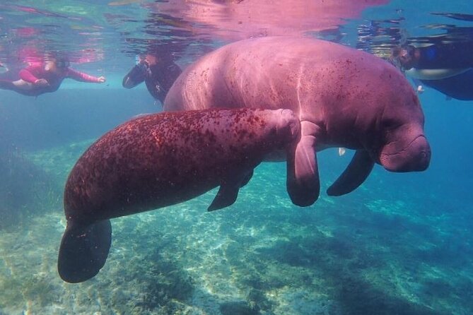 Private Manatee Tour for up to 10 - Nearby Attractions