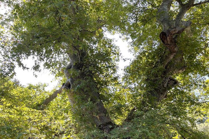 PRIVATE TOUR -Zeus Cave-Old Villages-Olive Oil - From Heraklion - Olive Oil and Honey Tasting