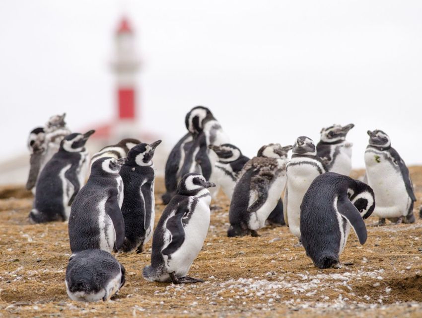 Punta Arenas: Walk With Penguins on Magdalena & Marta Island - Customer Feedback