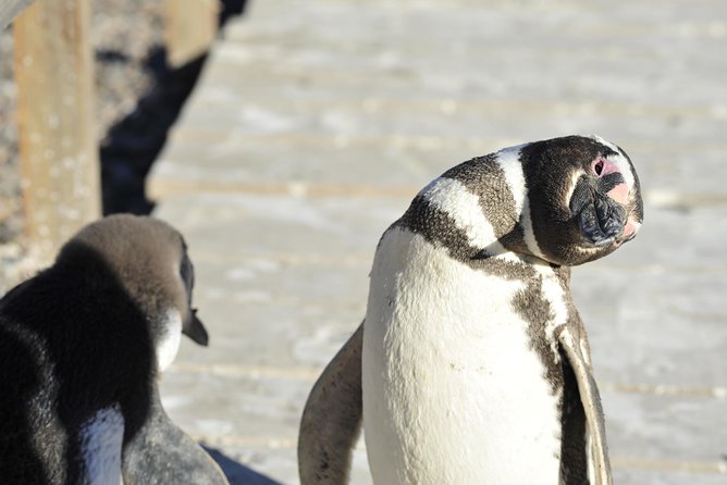 Punta Tombo Penguin Colony From Puerto Madryn With Optional Toninas Watching - What to Expect on the Tour