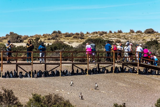 Punta Tombo Shore Excursion W/Box Lunch(Shared Tour for Cruises) - Cancellation Policy