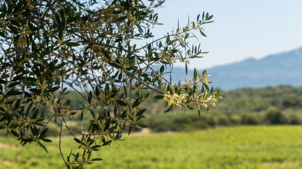 Sardinia: Dorgali Winery Tour With Tasting and Local Guide - Meeting Point and Arrival