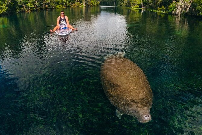 Silver Springs: Clear Kayak Wildlife Adventure - What to Expect During the Tour