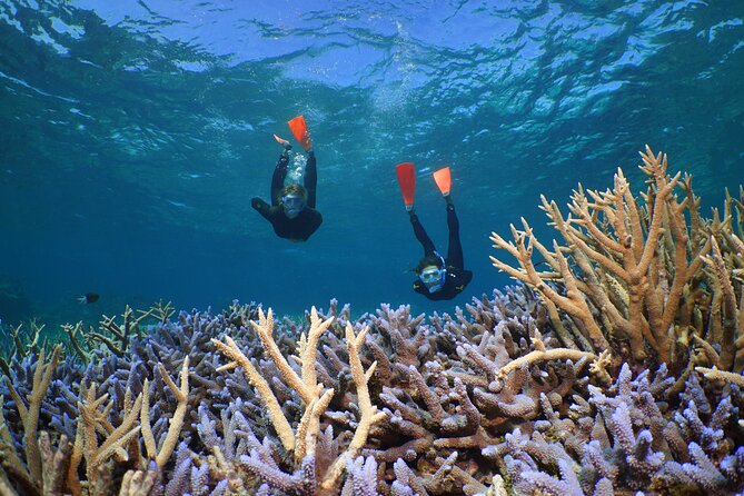 Silversonic Outer Great Barrier Reef Cruise From Port Douglas - Snorkeling and Scuba Options