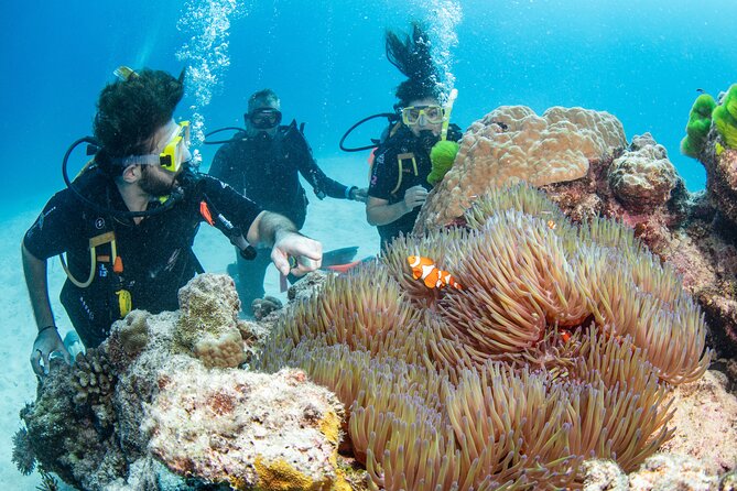 Silverswift Dive and Snorkel Great Barrier Reef Cruise - Customer Reviews and Experiences