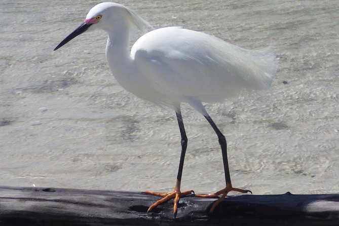 Small Group Boat, Kayak and Walking Guided Eco Tour in Everglades National Park - What to Bring