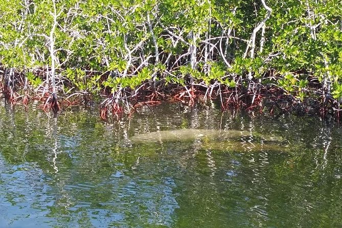 Small Group Florida Keys Eco Tour by Boat - Booking Information