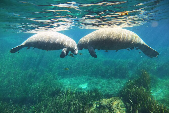 Small Group Manatee Snorkel Tour With In-Water Guide and Photographer - Health and Accessibility