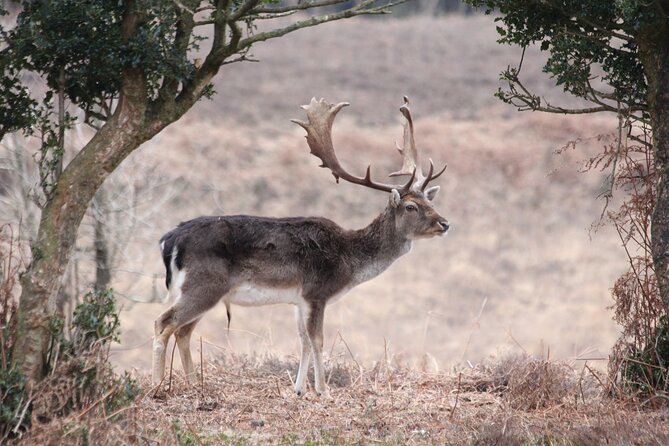 Small-Group New Forest Discovery Walk From Lyndhurst - What to Bring