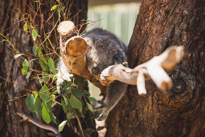 Small-Group Phillip Island Afternoon Day Trip From Melbourne - Booking Details